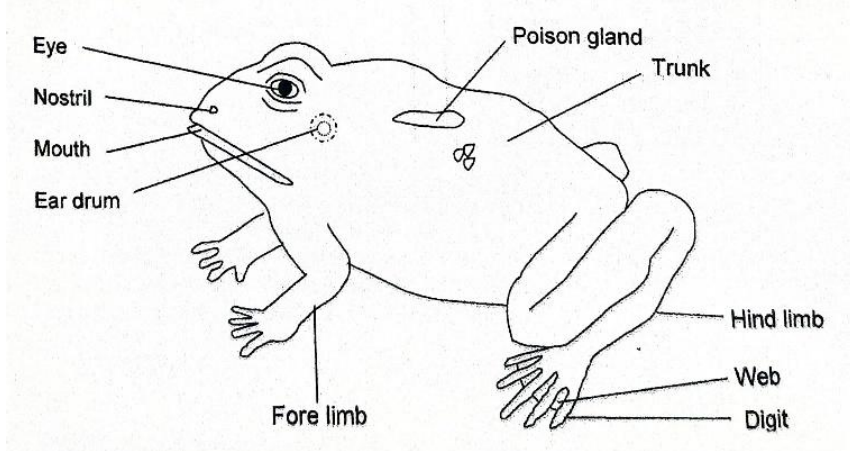 Frog diagram